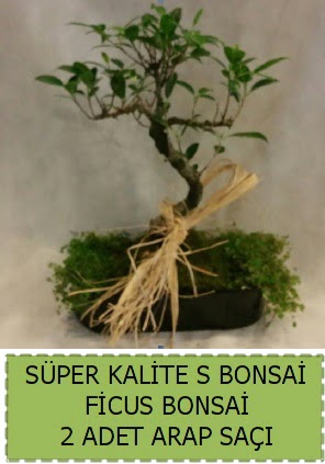 Ficus S Bonsai ve arap saçı  Afyon çiçekçi telefonları 