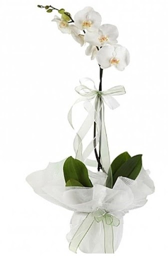 Tekli Beyaz Orkide  Afyon hediye iek yolla 