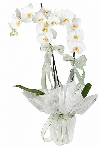 ift Dall Beyaz Orkide  Afyon anneler gn iek yolla 