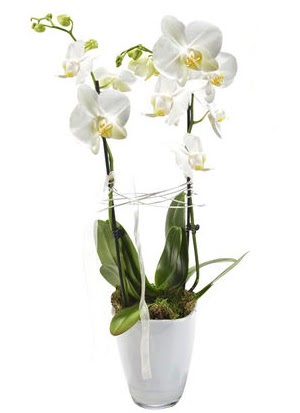 2 dall beyaz seramik beyaz orkide sakss  Afyon iek gnderme sitemiz gvenlidir 