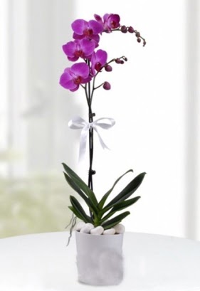 Tek dall saksda mor orkide iei  Afyon iekiler 