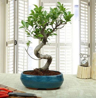 Amazing Bonsai Ficus S thal  Afyon internetten iek siparii 