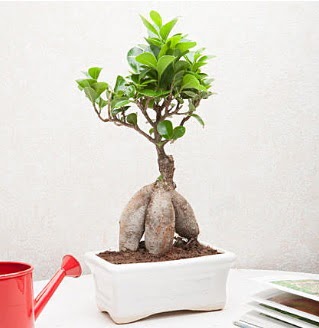 Exotic Ficus Bonsai ginseng  Afyon iek servisi , ieki adresleri 