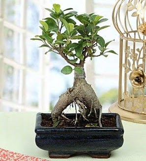 Appealing Ficus Ginseng Bonsai  Afyon anneler gn iek yolla 