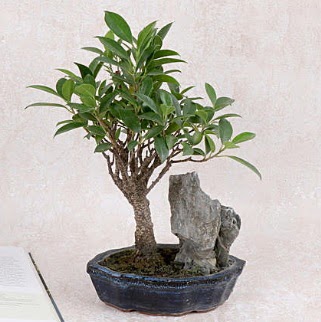 Japon aac Evergreen Ficus Bonsai  Afyon iek gnderme sitemiz gvenlidir 