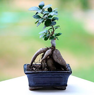 Marvellous Ficus Microcarpa ginseng bonsai  Afyon iek siparii vermek 