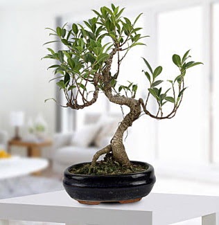 Gorgeous Ficus S shaped japon bonsai  Afyon yurtii ve yurtd iek siparii 