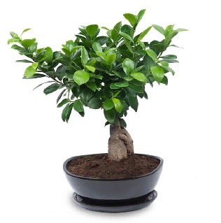 Ginseng bonsai aac zel ithal rn  Afyon internetten iek sat 
