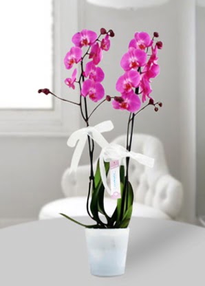 Çift dallı mor orkide  Afyon çiçekçiler 