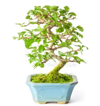 S zerkova bonsai ksa sreliine  Afyon nternetten iek siparii 