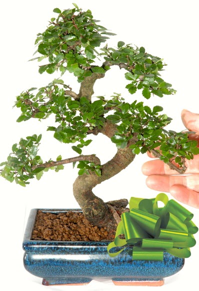 Yaklak 25 cm boyutlarnda S bonsai  Afyon iek siparii sitesi 
