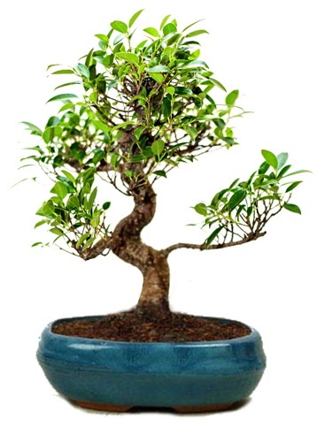 25 cm ile 30 cm aralığında Ficus S bonsai  Afyon çiçek gönderme sitemiz güvenlidir 