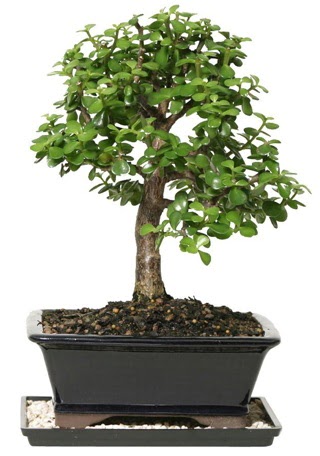 15 cm civar Zerkova bonsai bitkisi  Afyon iek siparii sitesi 