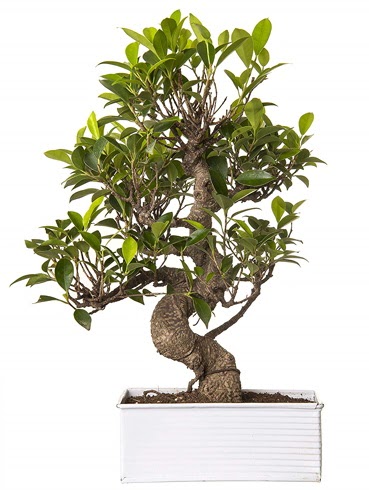 Exotic Green S Gvde 6 Year Ficus Bonsai  Afyon iek gnderme sitemiz gvenlidir 