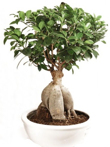 Ginseng bonsai japon aac ficus ginseng  Afyon nternetten iek siparii 