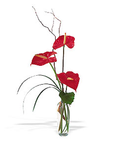  Afyon çiçek siparişi sitesi  cam yada mika Vazoda 3 adet  antoryum