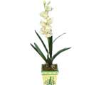 Özel Yapay Orkide Beyaz   Afyon online çiçekçi , çiçek siparişi 
