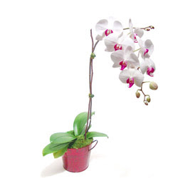  Afyon çiçek gönderme  Saksida orkide