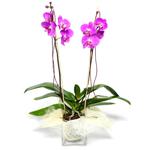  Afyon çiçek satışı  Cam yada mika vazo içerisinde  1 kök orkide