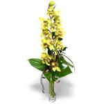  Afyon İnternetten çiçek siparişi  cam vazo içerisinde tek dal canli orkide