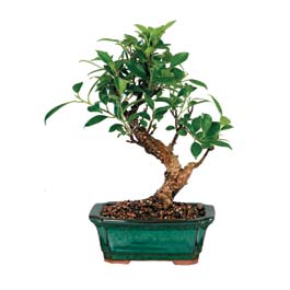 Afyon iek siparii sitesi  ithal bonsai saksi iegi  Afyon iek online iek siparii 