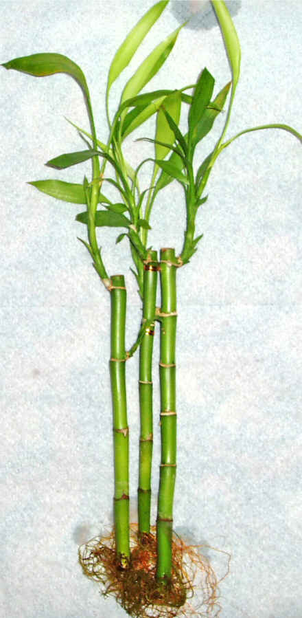 Lucky Bamboo 3 adet vazo hediye edilir   Afyon cicek , cicekci 