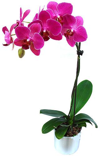  Afyon çiçekçi mağazası  saksi orkide çiçegi