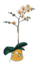 Afyon online çiçek gönderme sipariş  Phalaenopsis Orkide ithal kalite