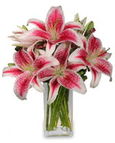 Vazo içerisinde 5 dal kazablanka çiçeği  Afyon cicekciler , cicek siparisi 
