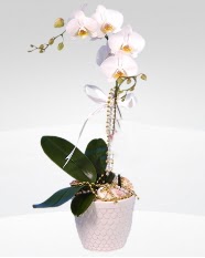 1 dallı orkide saksı çiçeği  Afyon online çiçekçi , çiçek siparişi 