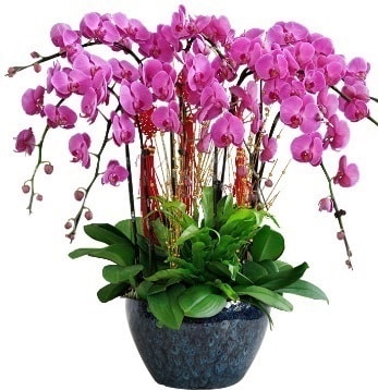 9 dallı mor orkide  Afyon 14 şubat sevgililer günü çiçek 