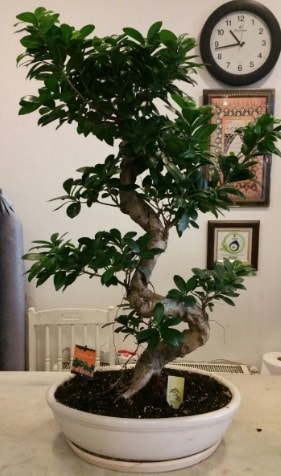 100 cm yüksekliğinde dev bonsai japon ağacı  Afyon İnternetten çiçek siparişi 