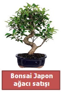 Japon ağacı bonsai satışı  Afyon çiçek siparişi sitesi 