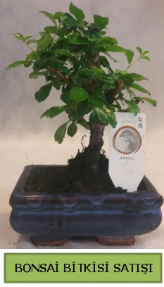 Bonsai ithal görsel minyatür japon ağacı  Afyon ucuz çiçek gönder 