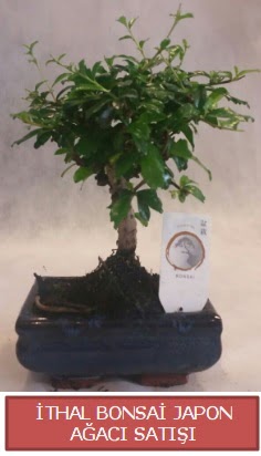 İthal küçük boy minyatür bonsai ağaç bitkisi  Afyon çiçekçi telefonları 