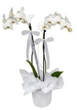 2 dallı beyaz orkide  Afyon güvenli kaliteli hızlı çiçek 