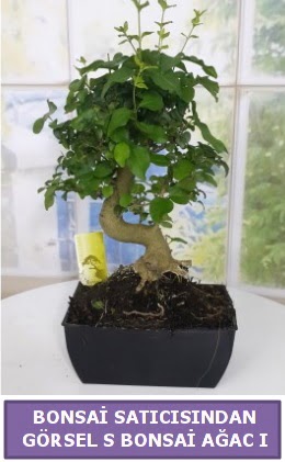 S dal eğriliği bonsai japon ağacı  Afyon çiçek satışı 