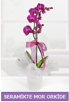 Seramik içerisinde birinci kalite tek dallı mor orkide  Afyon İnternetten çiçek siparişi 