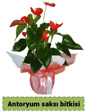 Antoryum saksı bitkisi satışı  Afyon çiçek , çiçekçi , çiçekçilik 