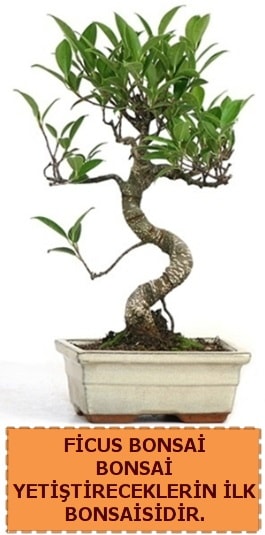 Ficus bonsai 15 ile 25 cm arasındadır  Afyon çiçek yolla 