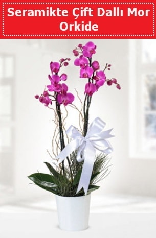 Seramikte Çift Dallı Mor Orkide  Afyon anneler günü çiçek yolla 